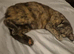 X2 Female Kittens