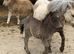 Mini Shetland colt