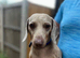 Miniature Dachshund