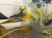 Helicopter budgies
