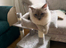 GCCF ACTIVE ragdoll male