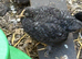 Black cuckoo pekin young trio 5 weeks old 1 cockerel 2 pullets  bantams