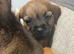 Border terrier puppies