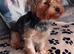 YORKSHIRE TERRIER PUPPIES READY NOW