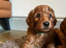 Gorgeous F1b miniature Irishdoodles