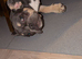 French bulldogs, two females
