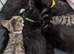 Lovely kittens ready now- urgent x