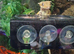 Lily white crested gecko