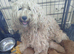 Cockapoo puppies f2