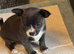 Female puppy chihuahua blue and white