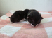 Two beautiful black and white boy kittens