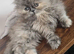 Persian Kittens