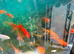 A selection of Gold Fish for sale
