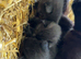 Farm kittens for sale (friendly)
