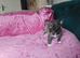 Chiweenie puppy for sale