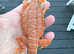 Bearded Dragons