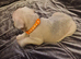 French bulldog puppies