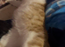 Ginger & White Male cat