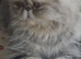 Stunning Blue/Cream Persian Girl