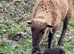 Sheltand x soay sheep entire rams and wethers