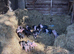 Saddleback &times; Pietrain Weaners for Sale &mdash; &pound;75 Each