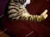 5 month old kitten