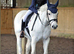 Good all round pony
