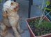 Mini Poodle