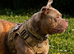 Staffy x pocket bully female