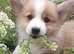 Pedigree IKC Red & White Pembroke Welsh Corgi Male Pups from Champion lines