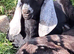 Pedigree Anglo Nubian kids for sale