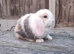 Minilop bunnies and Adult Female