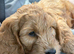 cockapoo boy Alfie