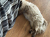 Ragdoll seal point female