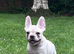 Male French bulldog