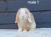 Stunning purebred mini lop rabbits
