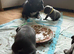 6 Beautiful French Bulldog Puppies - Lilac, Blue & Blue Merle