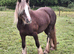 Stunning San Cler Silver dapple filly!