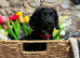 Adorable Sproodle Puppies