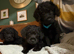 Border Terrier x Miniature Poodle Puppies