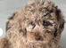 Cockapoo puppies due November