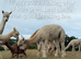 BAS registered breeding females or pets