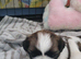 Beautiful shih tzu girls