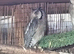 Pair of White Faced Owls