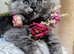 Lyra & Lucifur our last 2 Maine coon ragdoll kittens full of fun ready to be adored