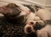 Girl kitten