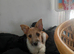 Miniature Jack Russell