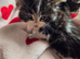 Stunning Kittens for Reservation/Sale
