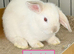 Lionhead babies Ready Now
