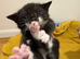 Kittens for sale